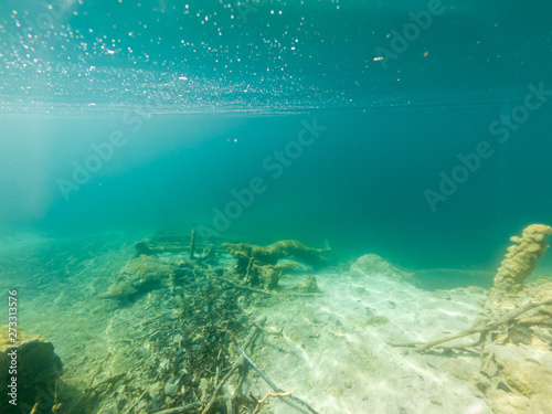 Underwater view of flora and fauna in fresh water lake.
