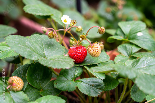 red and green strawberries of the strawberry variety mieze schindler