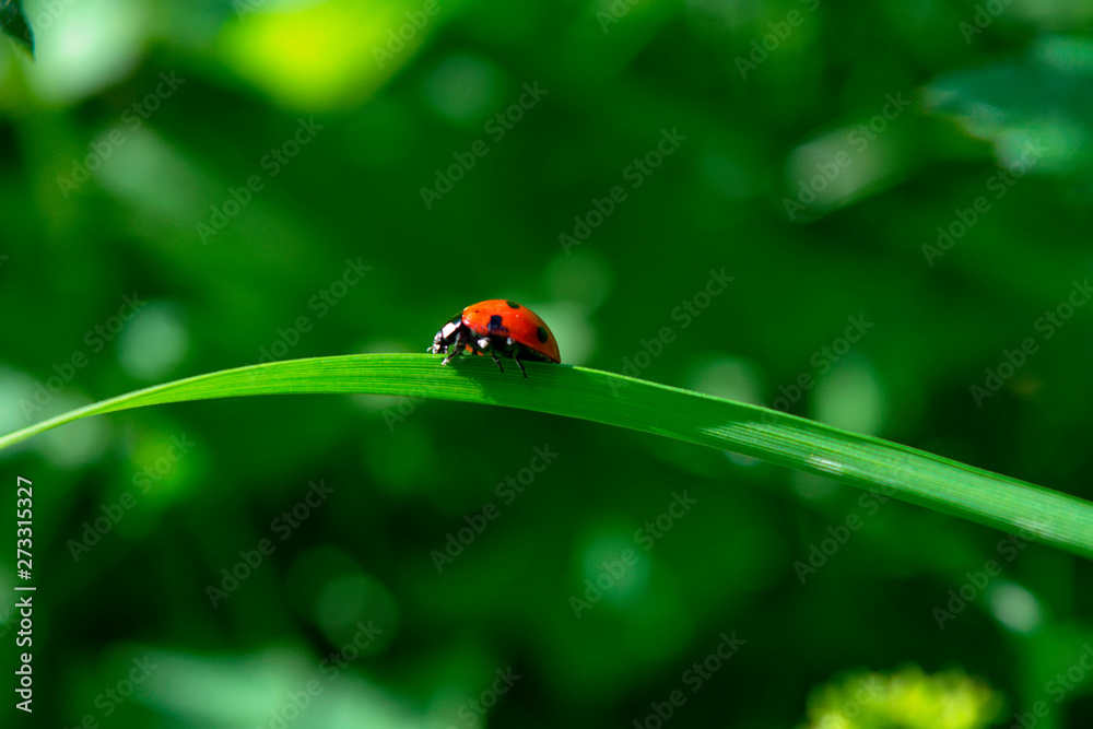 Ladybird sitting on a blade of grass on a blurred green background. Ladybird sitting on a blade of grass on a blurred green background.