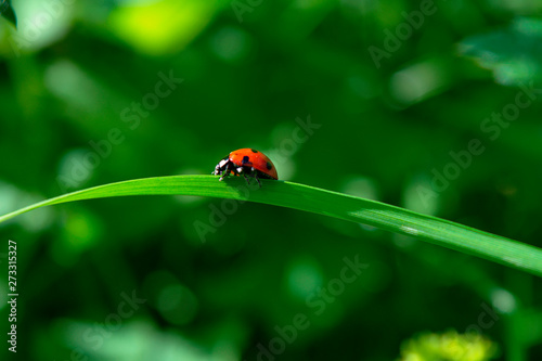 Ladybird sitting on a blade of grass on a blurred green background. © Anatoliy
