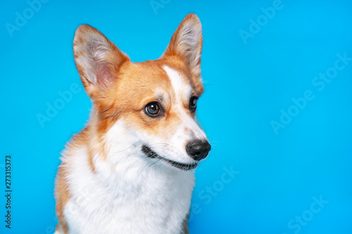 portrait of amazing healthy and happy smart pembroke welsh corgi in the photo studio on the blue background