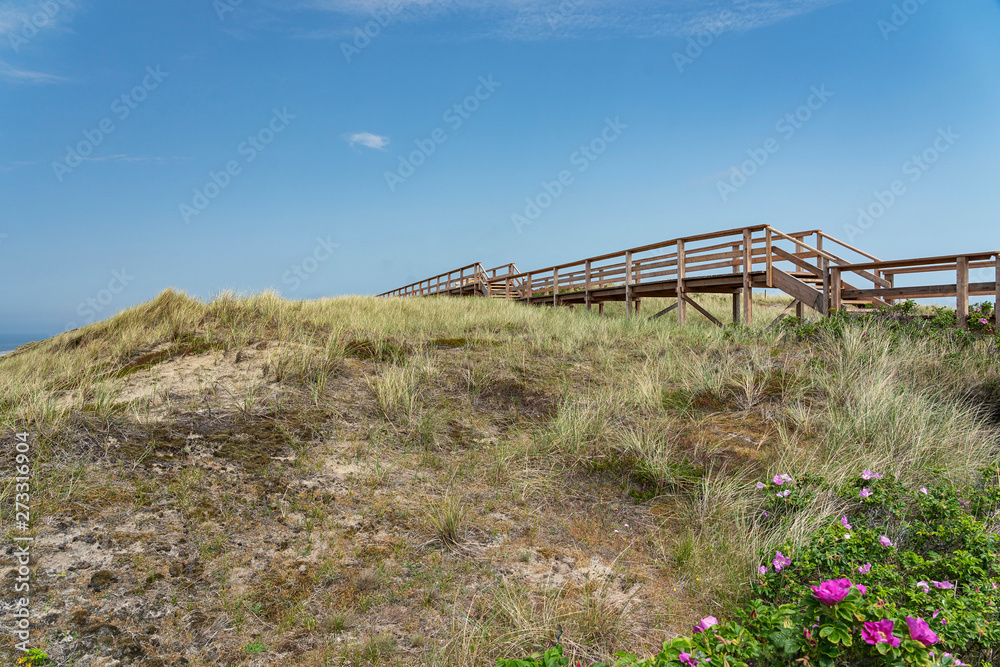 Sylt - View to boardwalk  and Grass Dunes at Beach at Wenningstedt / Germany