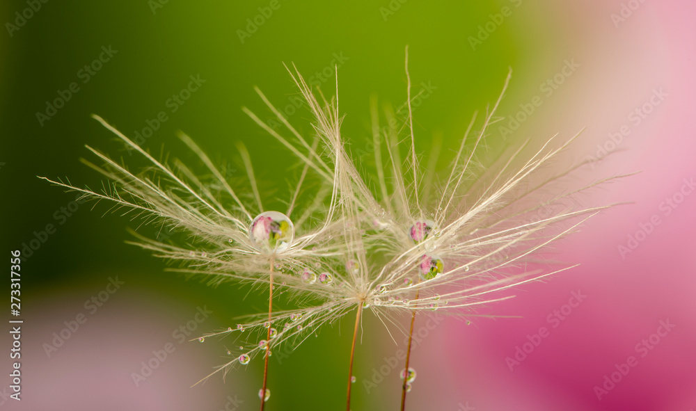dandelion seed with water drop - macro photo dandelion seed with water drop - macro photo