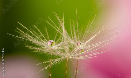 dandelion seed with water drop - macro photo