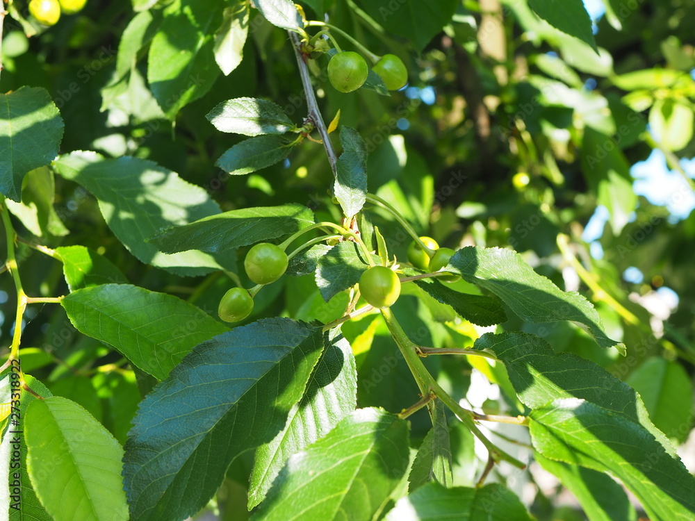 Young cherry branch, green unripe fruits, fruit tree