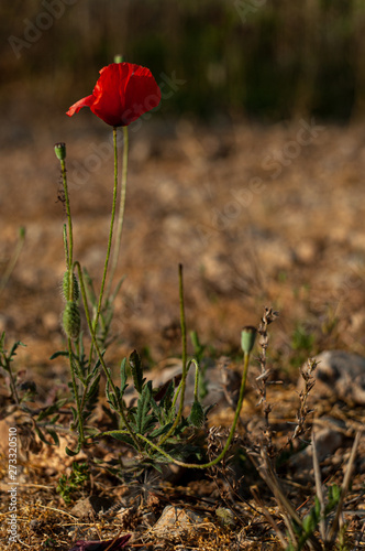 Wild Poppy Crimean mountains flower