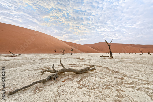 Dead trees in Deadvlei  Namib-Naukluft National Park  Namibia