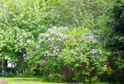 Fototapeta Naklejka Na Ścianę i Meble -  Elegant spring landscape. The flowering lilac bushes and Rowan with green leaves. The flowering of nature in the Park. Horizontal image. Copy space.