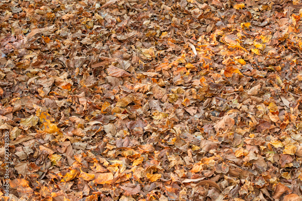 Autumn fallen dry Leaves lying on ground.