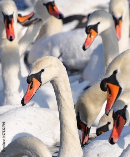 Group of snow-white red-billed swans in winter.