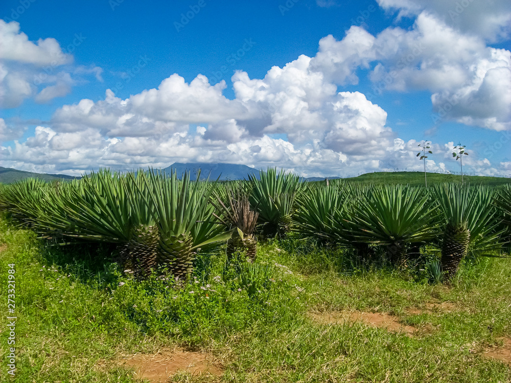 Agave plant in Tanzania, Africa Agave plant in Tanzania, Africa
