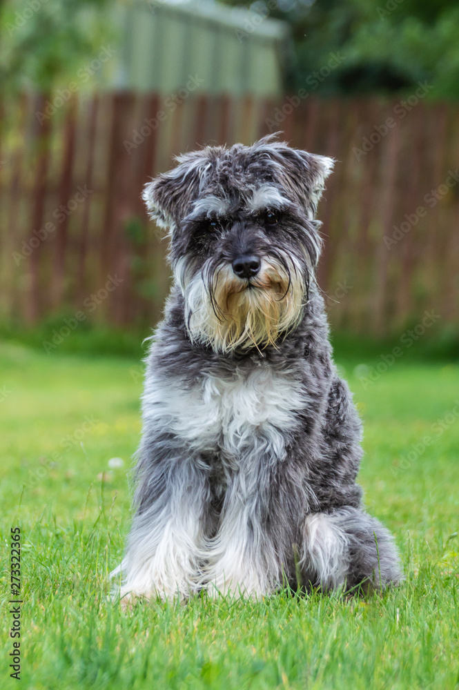 Miniature Schnauzer on green grass