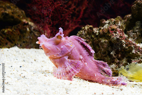 Weedy scorpionfish swimming fish tank underwater aquarium - Rhinopias frondosa leaf scorpion fish photo