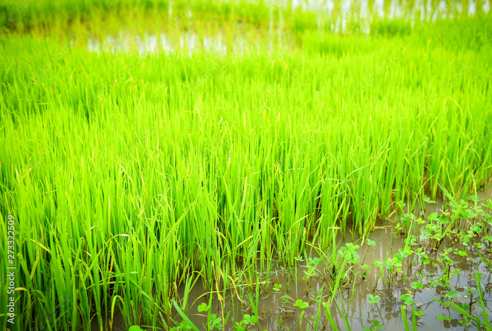 planting rice on rainy season Asian agriculture / The Farmer planting on the organic paddy rice farmland planting rice on rainy season Asian agriculture / The Farmer planting on the organic paddy rice farmland