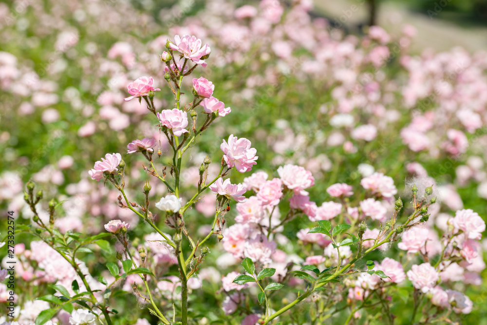Pink Polyantha Shrub Roses also known as The Fairy roses in a garden, under the hot spring sun Pink Polyantha Shrub Roses also known as The Fairy roses in a garden, under the hot spring sun