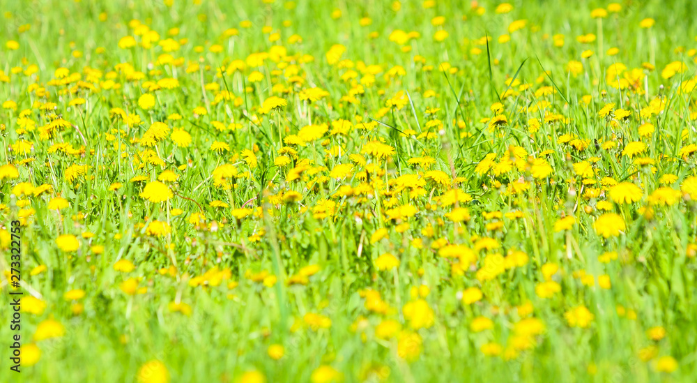 Beautiful, elegant background of yellow dandelion flowers. Bright summer landscape. Natural texture. Spring abstraction. Copy space. Close up. Free space for text.