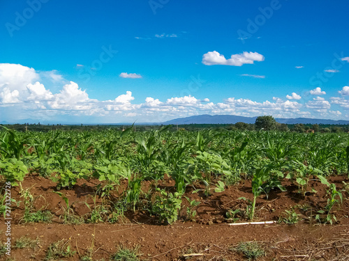 Maize (Corn) farm in Tanzania Africa photo