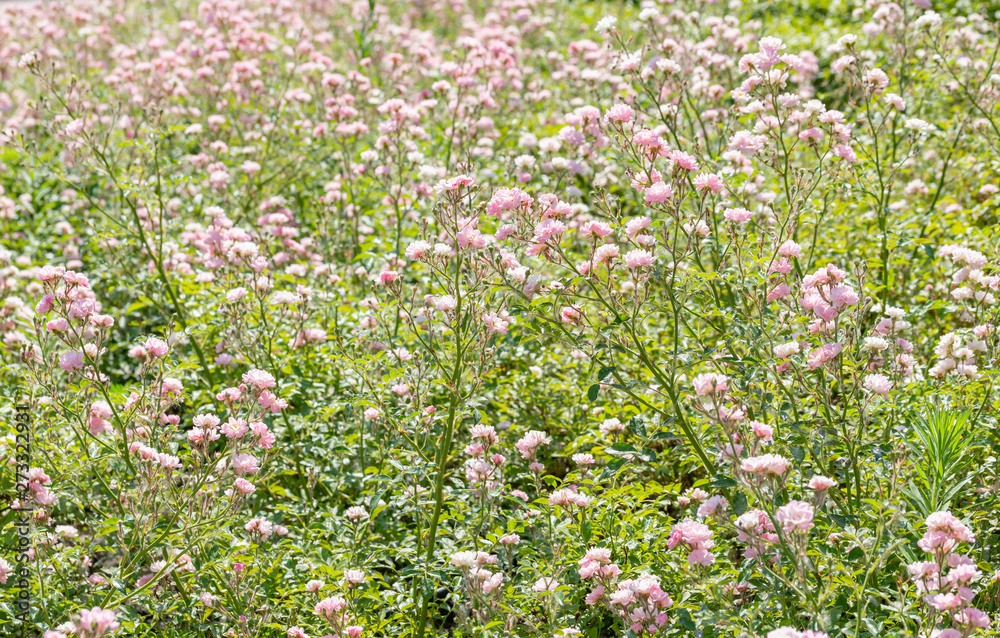 Pink Polyantha Shrub Roses also known as The Fairy roses in a garden, under the hot spring sun Pink Polyantha Shrub Roses also known as The Fairy roses in a garden, under the hot spring sun