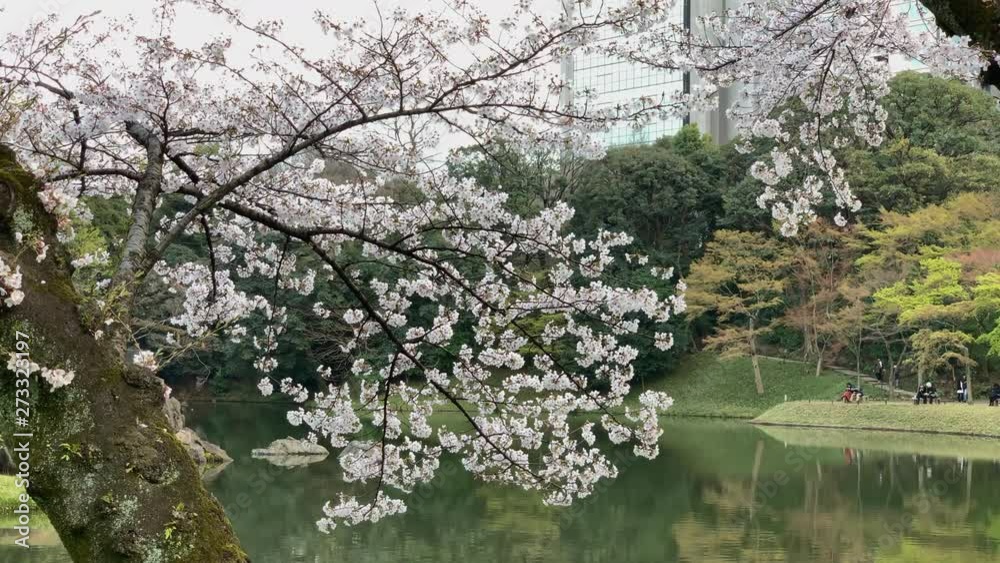 People walking at Koishikawa Botanical Garden in front of a lake and cherry blossoms. Camera fixed-Angle neutral-Long shoot. Daytime. TOKYO JAPAN 31-03-2019 People walking at Koishikawa Botanical Garden in front of a lake and cherry blossoms. Camera fixed-Angle neutral-Long shoot. Daytime. TOKYO JAPAN 31-03-2019