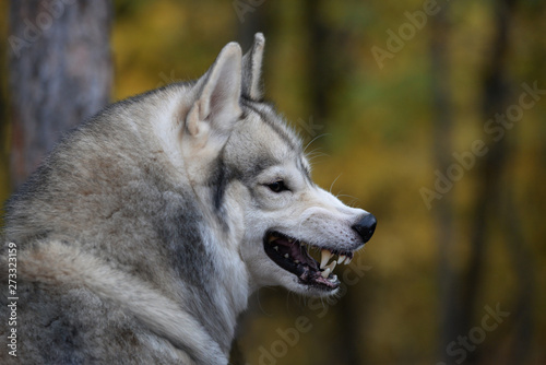 grinning wolf in the autumn forest