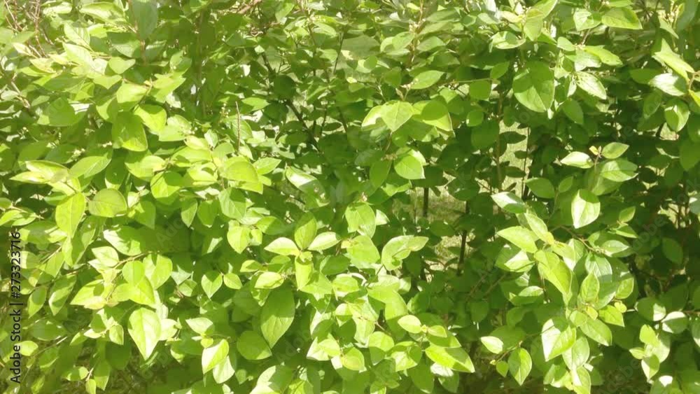 Green bush leafs sway in summer windy day Green bush leafs sway in summer windy day