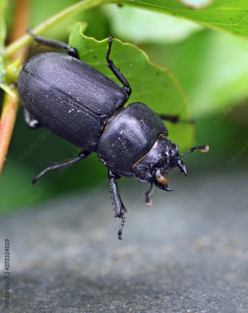balkenschröter, dorcus parallelipipedus balkenschröter, dorcus parallelipipedus