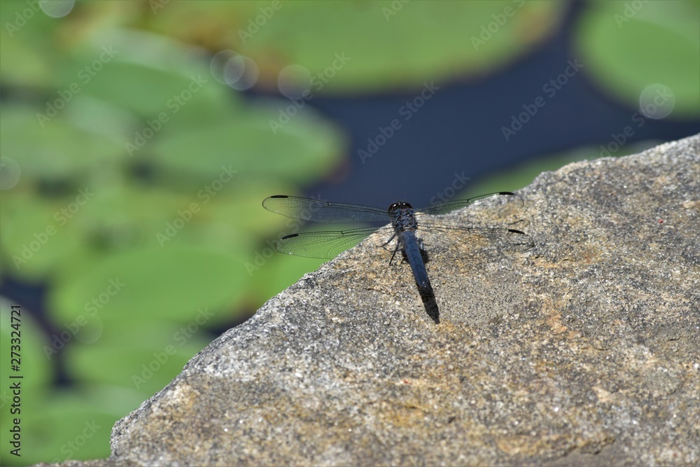dragonfly dragonfly