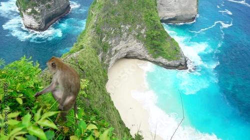Blurry wild little monkey sitting on tree and looking forward on ocean bay. Kelingking beach at Nusa Penida island on the background. Balinese animals near Bali, Indonesia. Drone footage with mountain