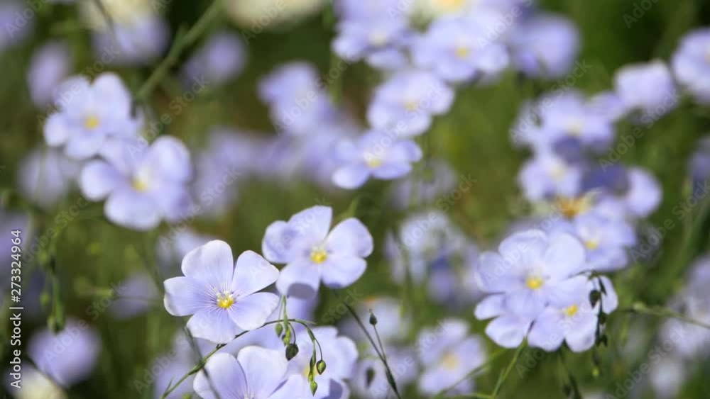 Blue flowers sway in the wind. Flowering flax ordinary spring. Blue flowers sway in the wind. Flowering flax ordinary spring.