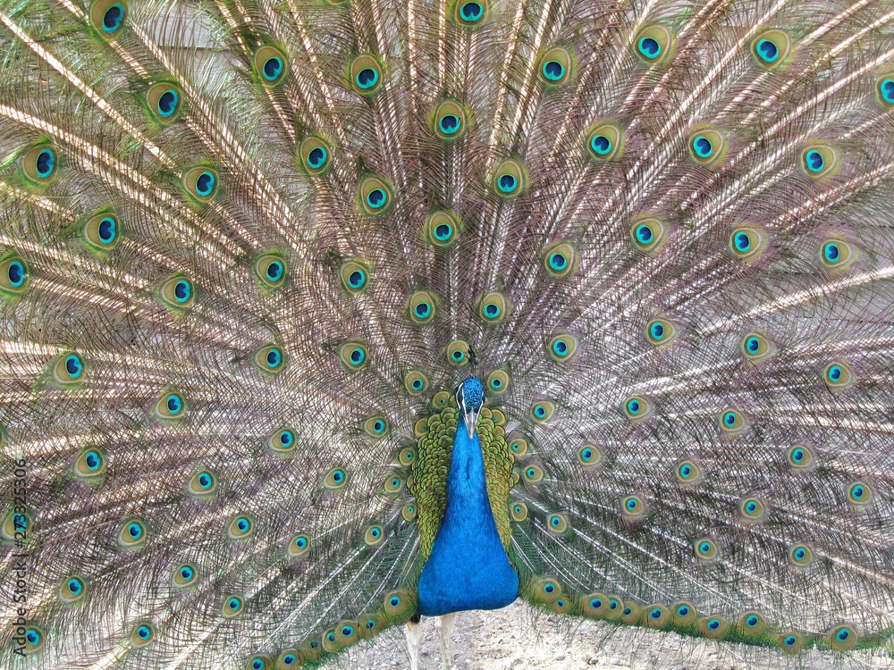 Obraz premium Luxurious peacock with luxurious tail, background