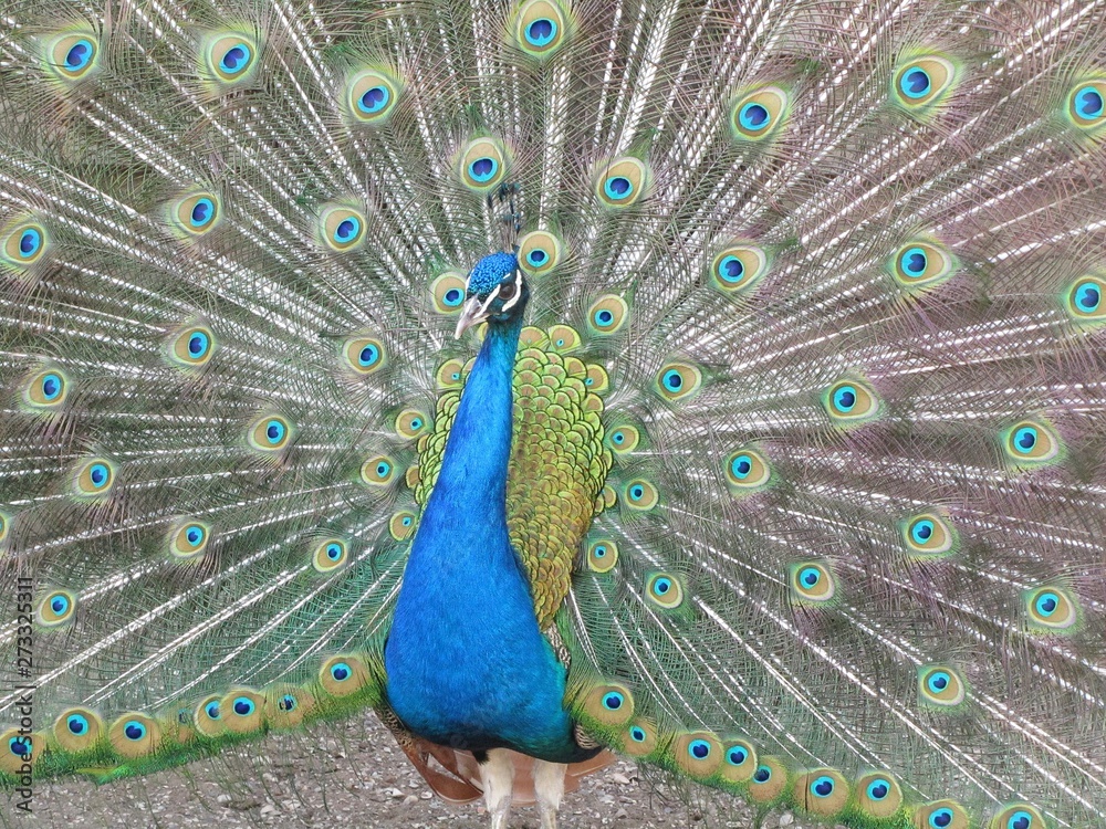 Naklejka premium Luxurious peacock with luxurious tail, background