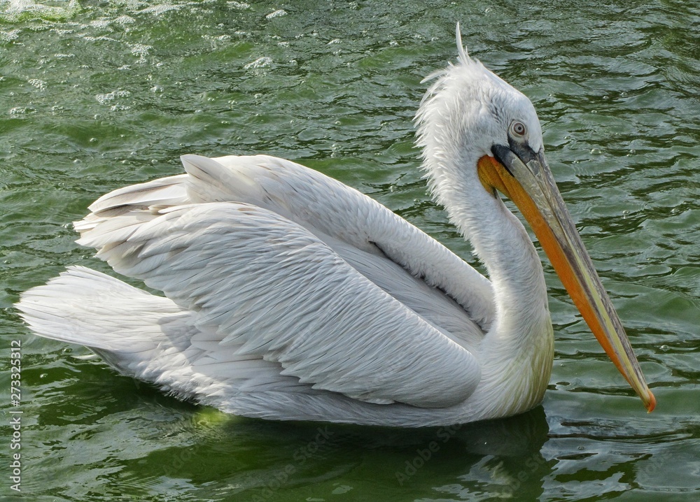 Bird pelican swims on the lake in summer sunny day Bird pelican swims on the lake in summer sunny day
