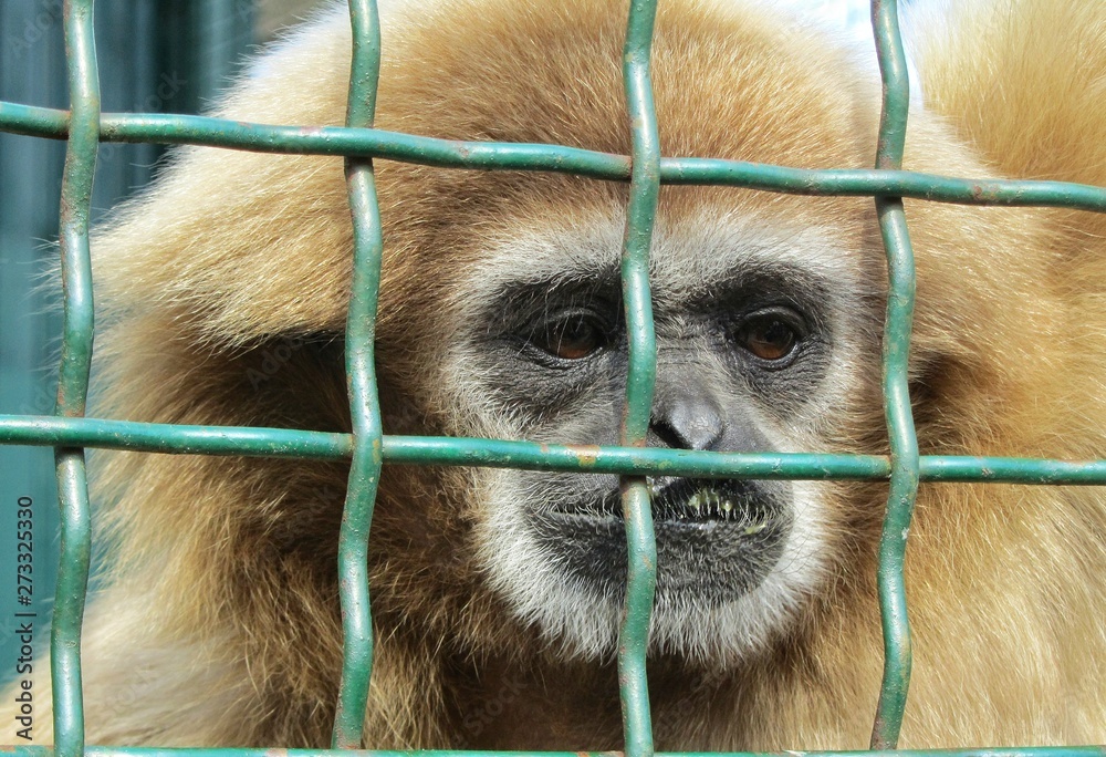 Obraz premium 05/28/2019, Berdyansk, Ukraine, city zoo. Little monkey in a cage.