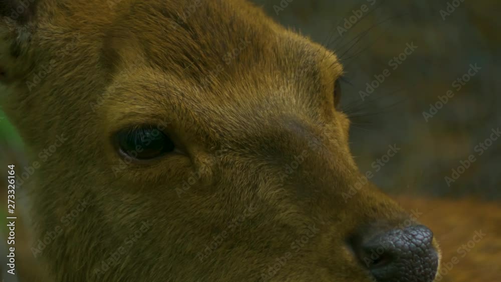 Close up of sika deer face looking right. Camera zooms out. Close up of sika deer face looking right. Camera zooms out.