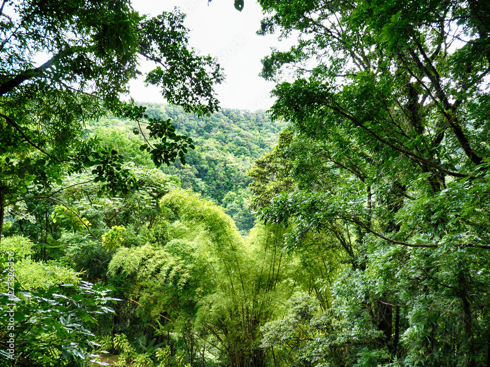 Fototapeta premium jungle
