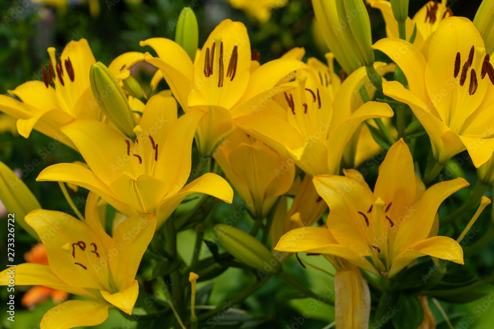 Blume in gelb Blume in gelb