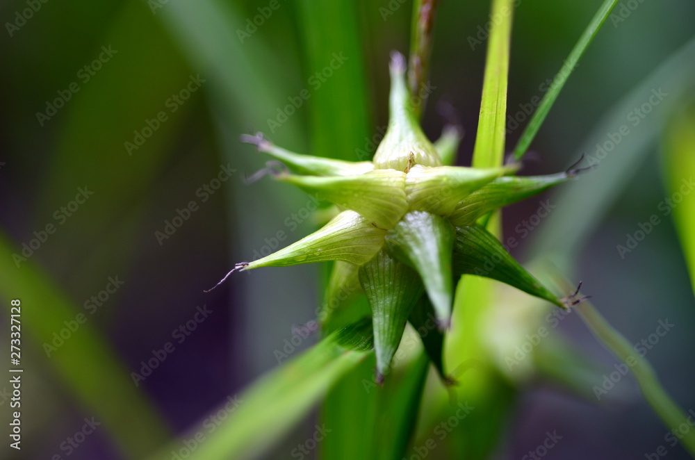 Obraz premium Morgenstern-Segge