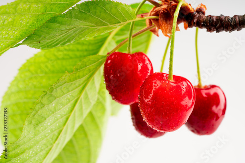 ripe red cherry with drop on branch