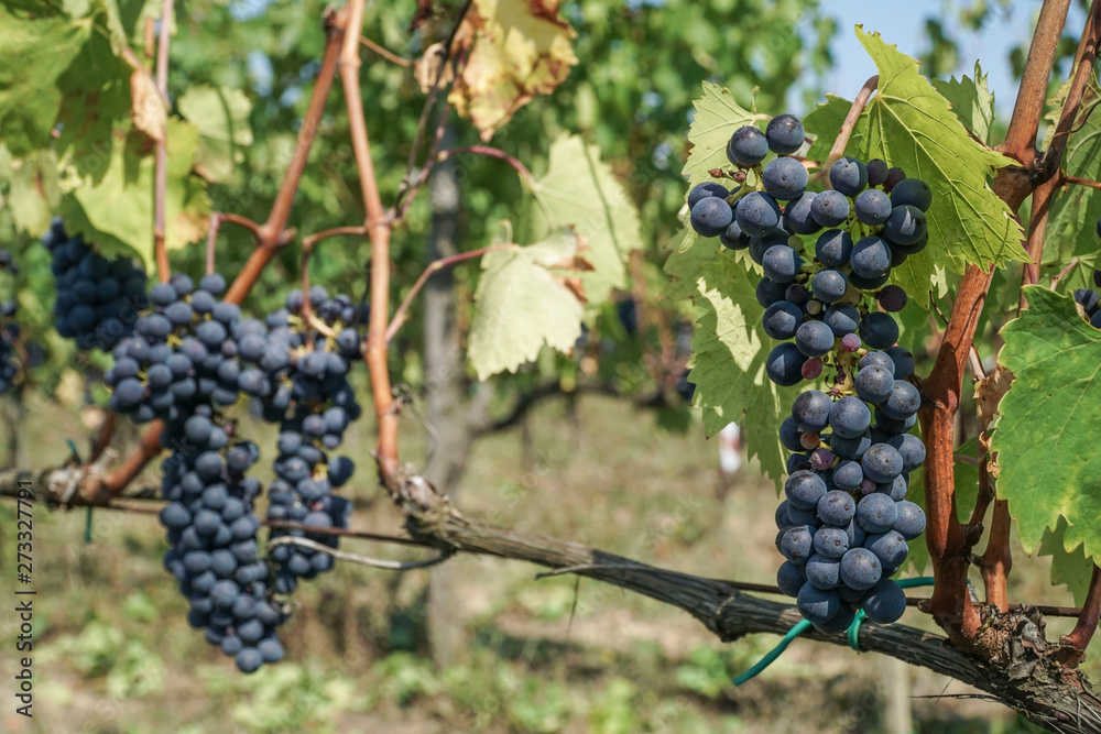 ripe black / blue grapes in a vineyard