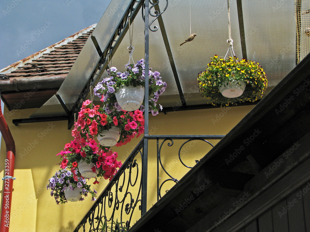 Flowers at the house façade in Szentendre, Hungary