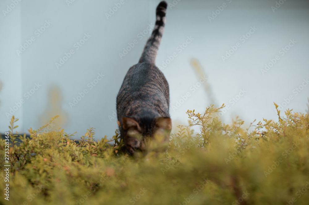 cat moving on outdoor garden