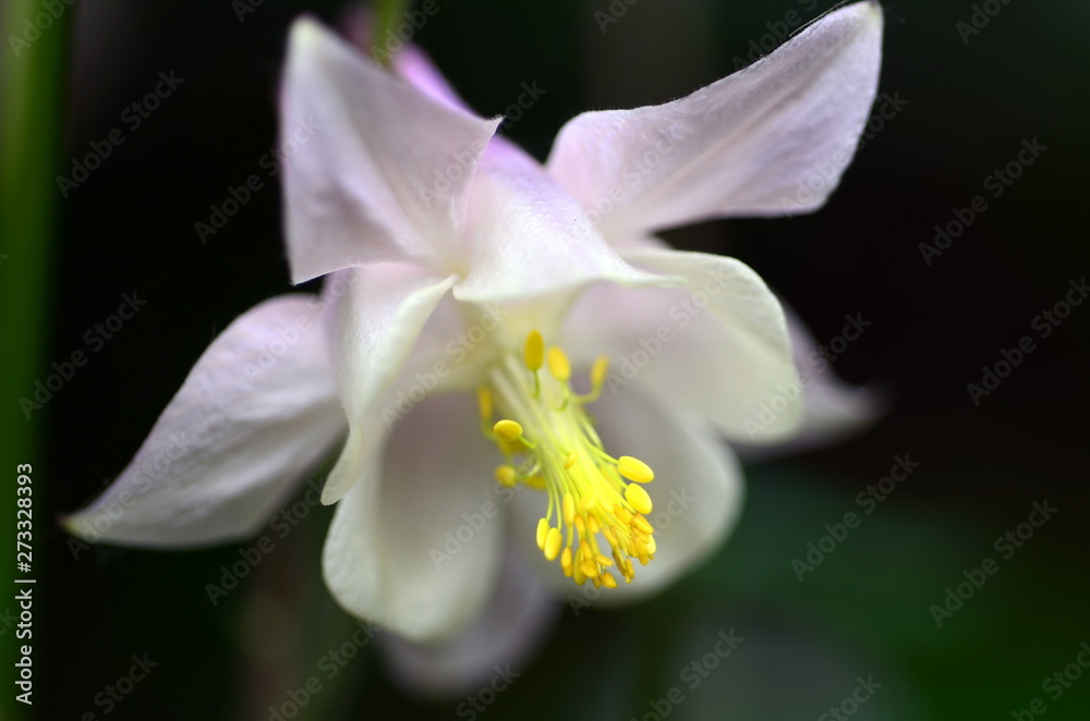 Blüte einer Gold-Akelei Blüte einer Gold-Akelei
