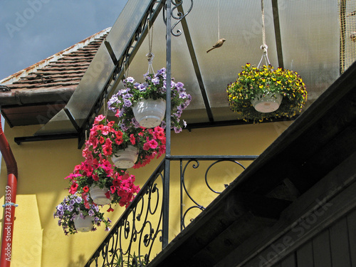 Obraz na płótnie Flowers at the house façade in Szentendre, Hungary w salonie