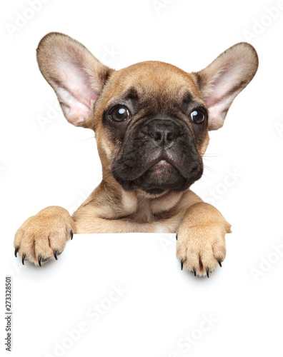 Close-up of a French Bulldog Puppy above banner 