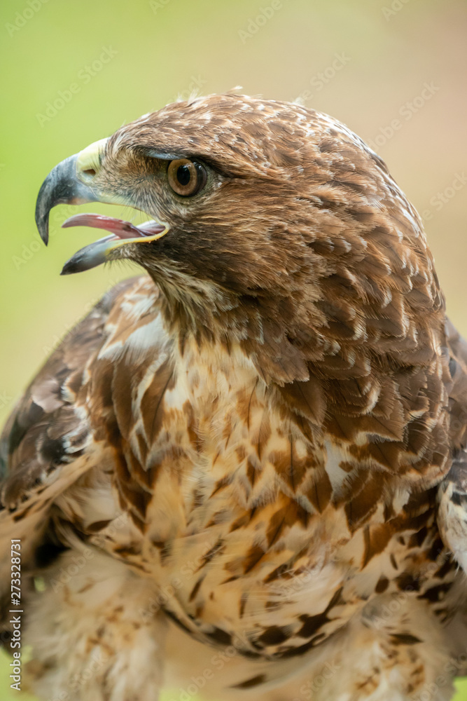 red-tailed hawk or Buteo jamaicensis close-up portrait red-tailed hawk or Buteo jamaicensis close-up portrait