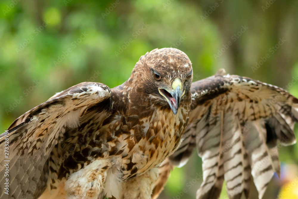 Fototapeta premium red-tailed hawk or Buteo jamaicensis close-up portrait