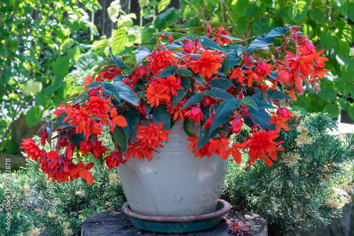 Valokuva Flower pot with blooming red fuchsia in green garden