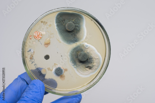 Canvas Print Antibiotics act on bacteria in a petri dish