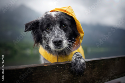 Dog with rain coat at the lake. Dog in the rain. © Anne