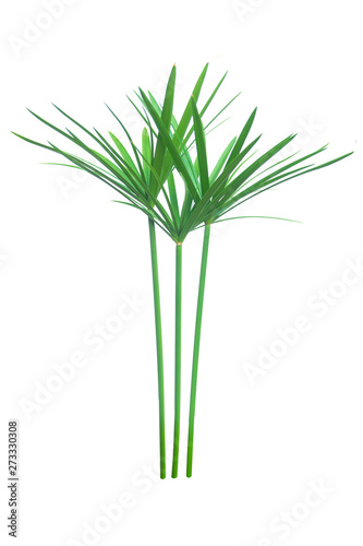 Umbrella plant  Papyrus  Cyperus alternifolius L. Isolated on white backgrund. with clipping path.